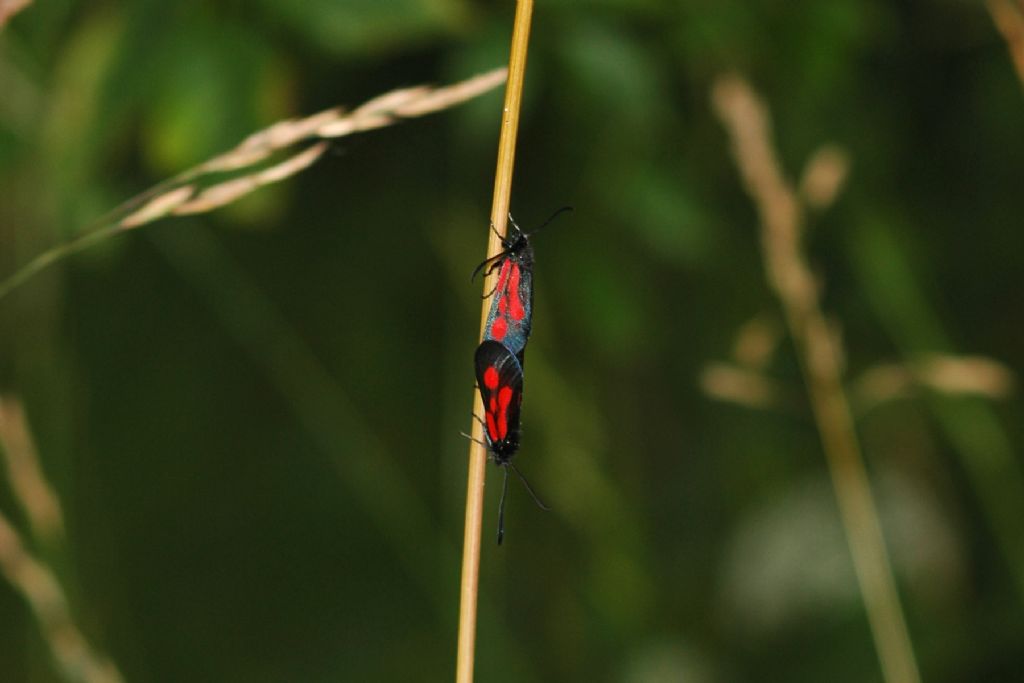 Conferma ID Zygaena punctum: no, Zygaena (Zygaena) romeo
